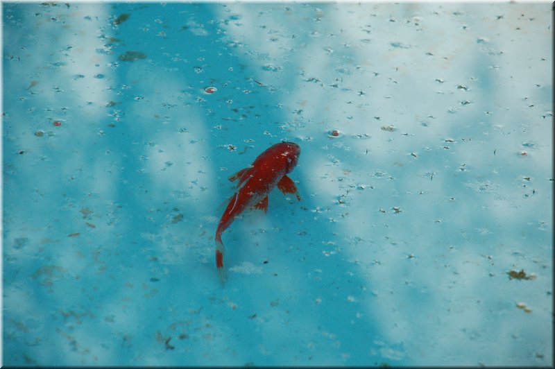 DSC_9303.JPG