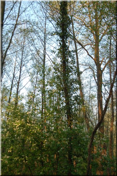 DSC_9341.JPG