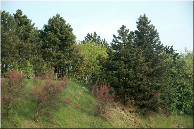 DSC_9414.jpg