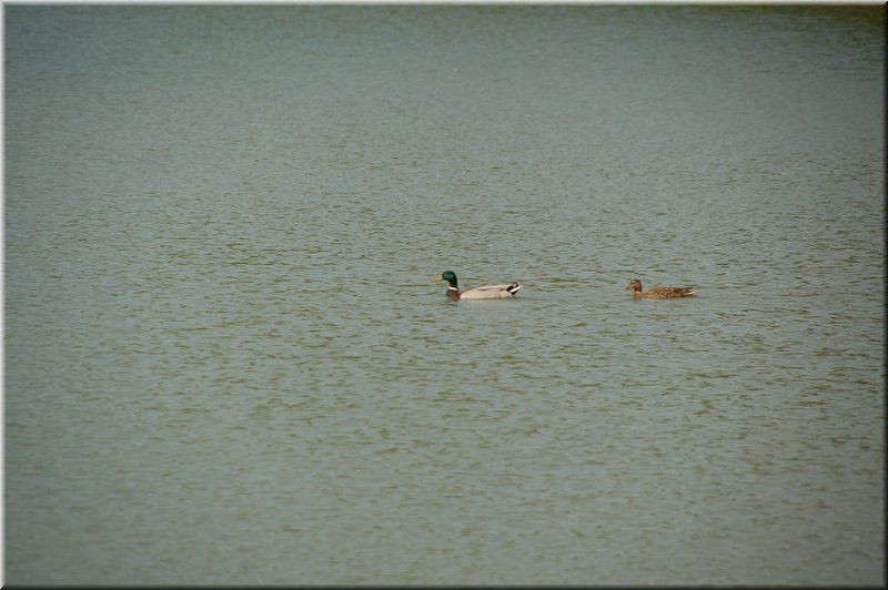 DSC_9426.JPG