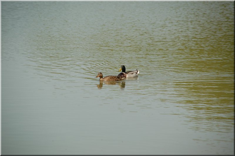 DSC_9428.JPG