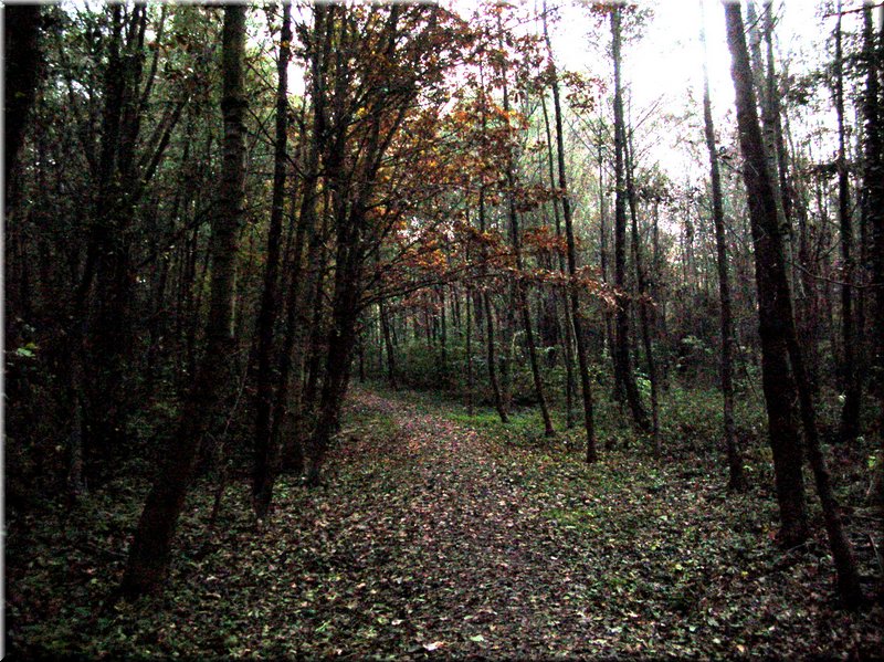 DSCN2331.jpg