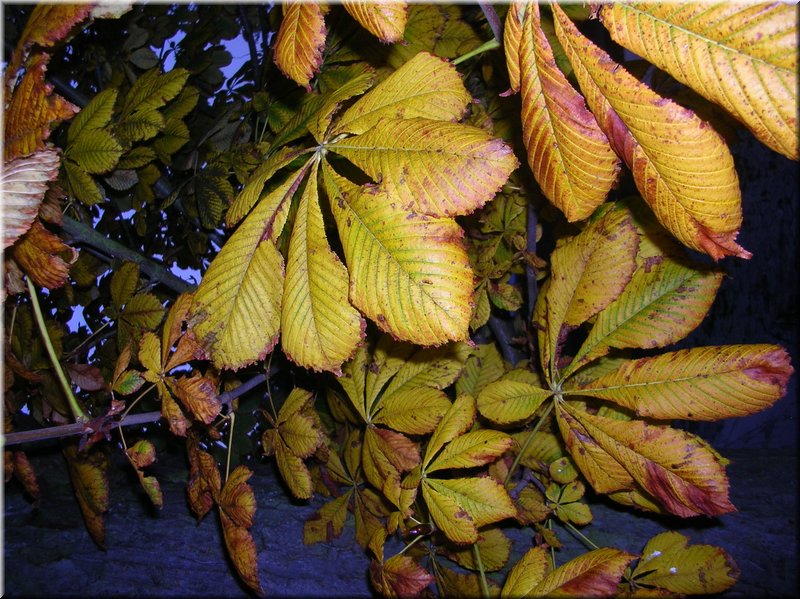 DSCN2378.JPG