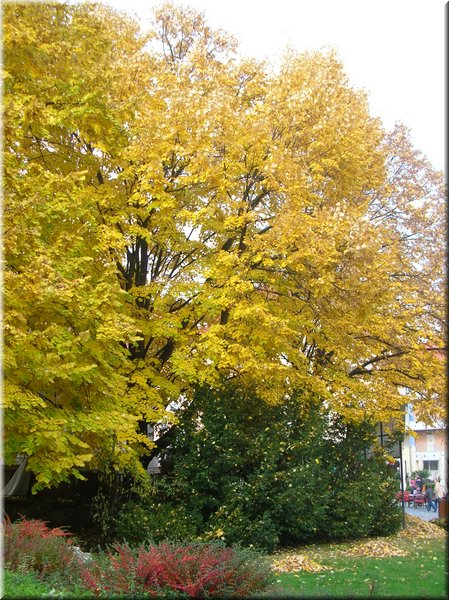 DSCN2410.jpg