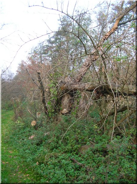 DSCN2491.jpg